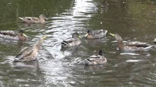 Mallard courtship