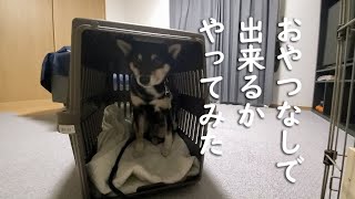 【柴犬】【しつけ】【クレートトレーニング】【ポチパパ】【おやつ無し】素人でも、クレートトレーニングが出来るかやってみた。