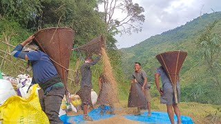 Golden Grain Harvest