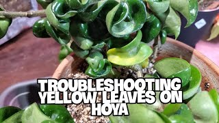 Troubleshooting Yellow Leaves On Hoya | NO MORE LEAF DROP