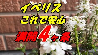 【花】イベリスの育て方・植え付け