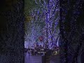 roppongi 六本木 tokyo japan japantravel landscape illumination イルミネーション2024 イルミネーション 東京ミッドタウン