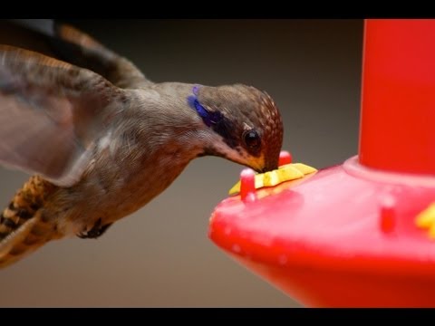 How to Make Hummingbird Nectar How to Make Hummingbird Nectar
