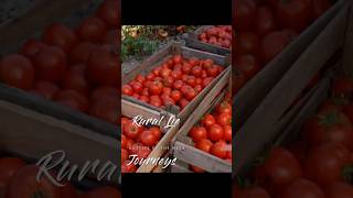 Harvesting Fresh Juicy Tomatoes and Preparing Them for Daily Meals!#viralvideo #tomato #healthylife