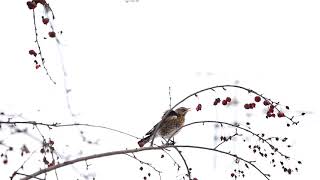 The Fieldfare, A Winter Visitor