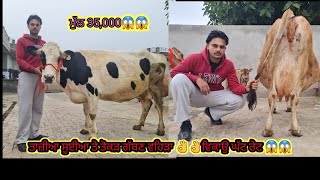 ਮੁੱਲ 35,000😱😱 6 ਗਾਵਾਂ ਤੋਕੜ ਗੱਬਣ ਗਾਵਾਂ,ਤੋਕੜ ਗਾਵਾਂ ਤੇ ਤਾਜ਼ੀਆਂ ਸੂਈਆਂ ਗਾਵਾਂ ਵਿਕਾਉ 👌🏻👌🏻Bawa dairy farm