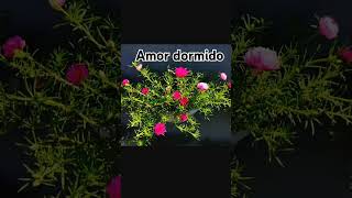 Portulaca grandiflora   si quieres tener buena suerte en el Amor una de estas plantas de bes tener