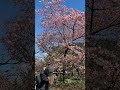 tokyo s winter cherry blossoms 寒桜