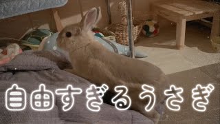 ほりほりしたりマッサージ受けたり自由気ままに暮らしていた愛兎ラッキー