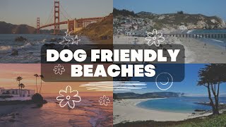 Top 7 dog friendly beaches in California: You Won't Believe What Our #1 Pick Is!