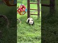 Yu Ai came down from the wooden frame and started running duangduangduang. Giant panda Yu Ai is