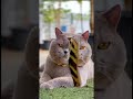 tingkah kucing lucu funny cats