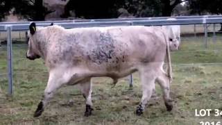 LOT 34 Waratah Speckle Park Sale 2016