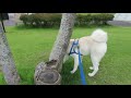 【秋田犬ゆうき】緑の公園で秋田県民歌を聞きながら走るも水は無し【akita dog】