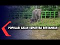 Gajah Sumatera Lahir di Tangkahan Langkat