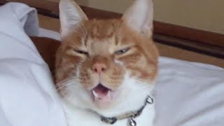 朝から濃い、、【侵入した野良仔猫】～家猫修行中～