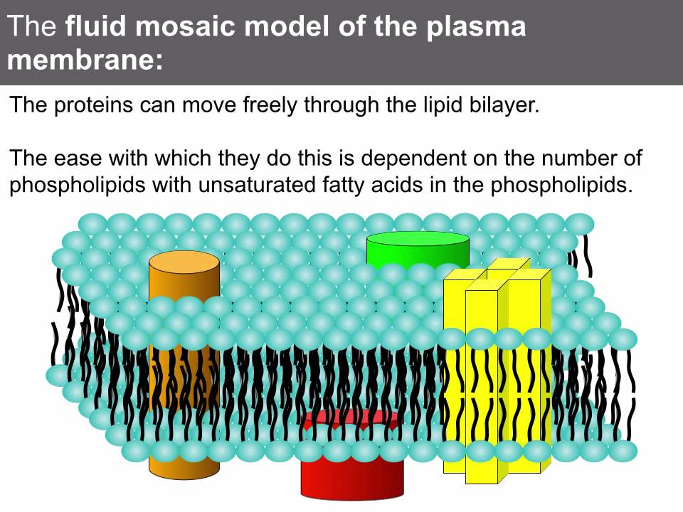 Cell Membrane A Level Biology