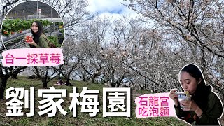 來南投賞梅花，吃泡麵、採草莓。賞梅秘境~中寮劉家梅園、泡麵土地公廟~中寮石龍宮、台一生態休閒農場(楓樺台一渡假村)