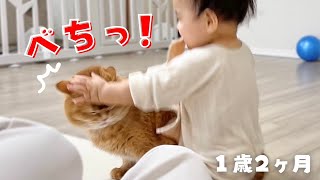 赤ちゃんにビンタされた猫がこうなりましたｗ