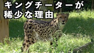 キングチーターが希少な理由【猫のような猛獣チーター８４章】