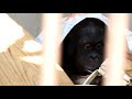 ハヤトくん（borneo orutan）9歳お誕生日会　とべ動物園にて。