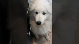 Самоед завтракает. #самоед #samoyed #собака #dog #шортс #завтрак