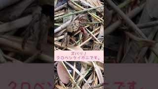 2021/8/7  東京港野鳥公園の干潟の生き物たち Part3（ネイチャーセンターB1ガタガタウォークより。クロベンケイガニ）