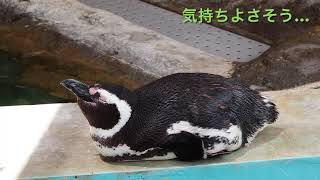 ペンギンの生活【しながわ水族館】