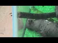 グリーンイグアナ の赤ちゃん 東武動物公園 2020年9月18日