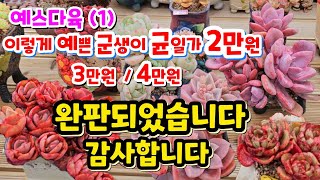 예스다육(1) ((완판)) 예쁜 화분에 식재 다육이 2만원 균일가 3만원/ 4만원