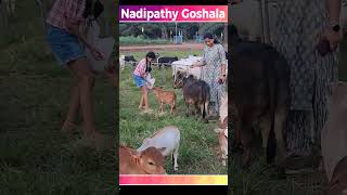 Mini cows Goshala #video #farming #animals #india #youtube #dance #viral #trending