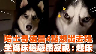 哈士奇凌晨4點想出去玩　坐媽床邊嚴肅凝視：起床｜寵物動物｜二哈｜精選影片