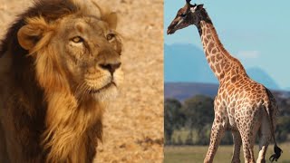 जिराफ और शेर जानकारी||Giraffe and lion information||