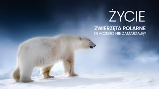 Życie | Zwierzęta polarne – dlaczego nie zamarzają?