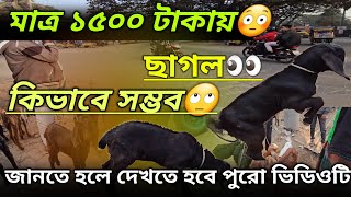 মাত্র ১৫০০ টাকায় ছাগল🙄অবিশ্বাস্য ব্যাপারGoat for just 1500 takaUnbelievable@AgroknowledgeBD #ছাগলের