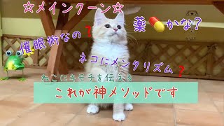 猫に催眠術！？【ナナハチ’s ROOM】メインクーン☆クリームタビー＆ホワイトの女の子　20200605【神メソッド】ツメキリ、ブラッシング、オニー