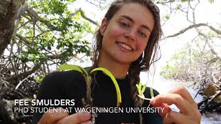 Tropical marine ecology fieldwork at Wageningen University and Research