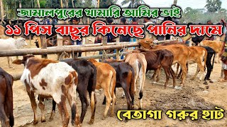 ১১ পিচ বাছুর গরু কিনলো পানির দামে | জামালপুরের খামারি | বেতাগা গরুর হাট | নগর বাংলা টিভি