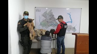 Rescatan seis perros bulldog francés robados en Villeta