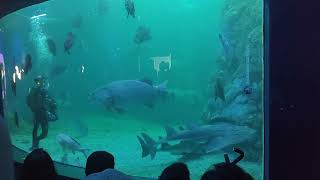 111年06月04日與周泳快在澎湖水族館六