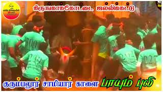 ✨💥 கிருங்காக்கோட்டை ஜல்லிக்கட்டில் குரும்பலூர் சாமியார் காளை பாயும் புலி 💥✨