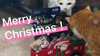 サンタさんから猫たちへプレゼント🎅【短い動画】