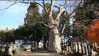 秋田430【宝蔵寺の大欅】大仙市《心に寄り添う巨木》