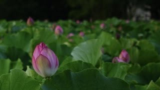 不忍池の蓮の花　上野公園散歩 Flowers of lotus Sunday stroll in Ueno Koen park