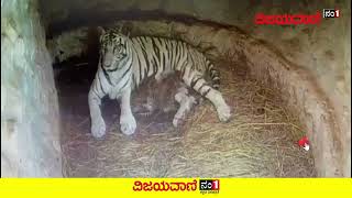 ಮೂರು ಮರಿಗಳಿಗೆ ಜನ್ಮ ನೀಡಿದ ಬಿಳಿ ಹುಲಿ ತಾರಾ! #MysoreZoo #Tiger #Animals #Birth #ChamarajendraZoo