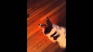 Our Papillon freaking out - hysterical