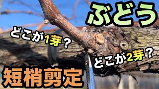 ぶどうの短梢剪定〜どこが1芽目？どこが2芽目？正しく芽座の捉え方で作業効率UP〜2024-01-26