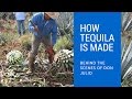 How Tequila Is Made: Behind The Scenes of Don Julio Tequila How Tequila Is Made: Behind The Scenes of Don Julio Tequila