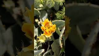 cactus opuntia with flowers and fruits #plants #cactus #opuntia #fruit #nature