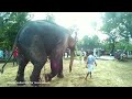 aanayoottu at nayarambalam elephants in kerala